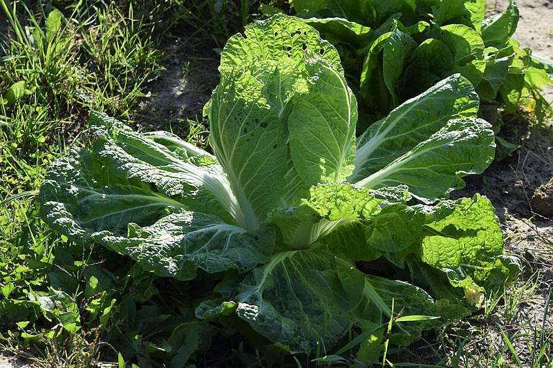 File:Brassica rapa subsp. pekinensis 'Manoko' kz01.jpg