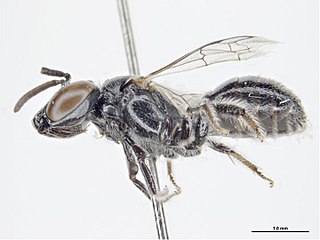 <i>Braunsapis</i> Genus of bees