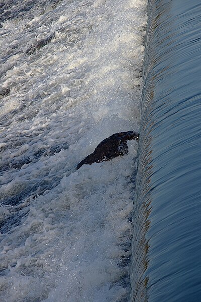 File:Bristol MMB «78 Netham Weir.jpg