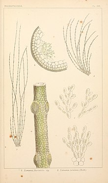 British segar-ganggang air, eksklusif Desmidieae dan Diatomaceae (1882-1884) (20418267875).jpg