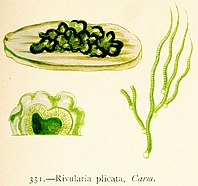 R. plicata Carm. — Illustration von 1872.