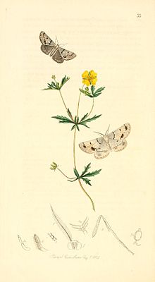 Britishentomologyvolume1Plate33.jpg