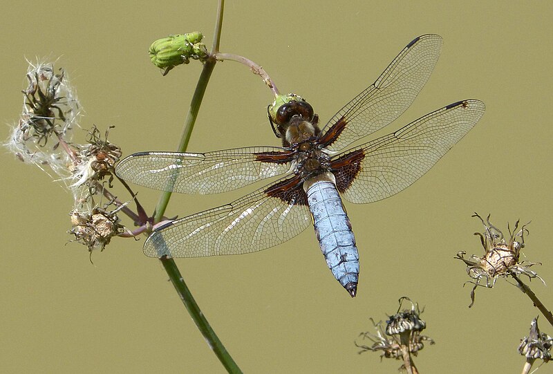 File:Broad-bodied Chaser. Libellula depressa - Flickr - gailhampshire (7).jpg