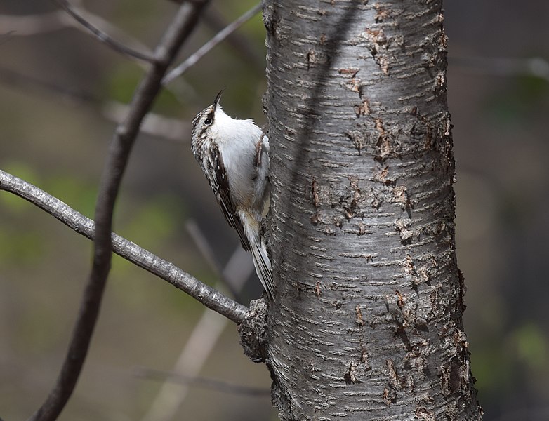 File:Brown Creeper (work?) (32501275112).jpg