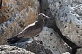 Brown Noddy Sand Island Midway Atoll 2018-12-09 15-45-25 (46379500415).jpg