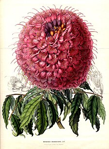 Brownea-grandiceps-Lemaire-1850.jpg