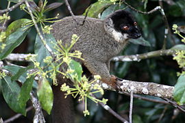 Bruine maki (Eulemur fulvus)