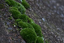 Bryum argenteum coxim.jpg