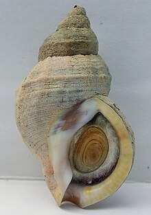 Buccinum mirandum 002.jpg