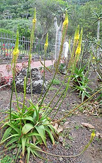 <i>Bulbine alooides</i> Species of flowering plant