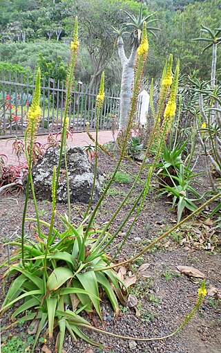 <i>Bulbine alooides</i> Species of flowering plant