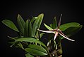 Bulbophyllum callipes