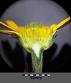schotelvormig hoofdje met schutblaadjes van buisbloemen van wilgkoeienoog (lengtedoorsnede)