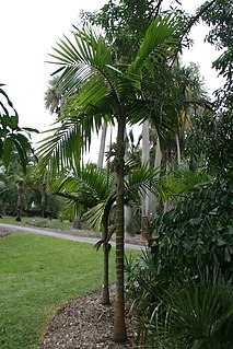 Basseliniinae Subtribe of palms