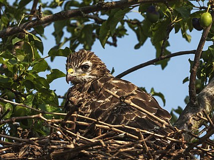 young, still flightless common buzzard