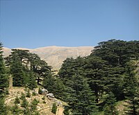 Arz (Liban)