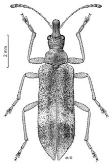 COLE Belidae Pachyurinus sticticus.png