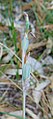 Caladenia catenata