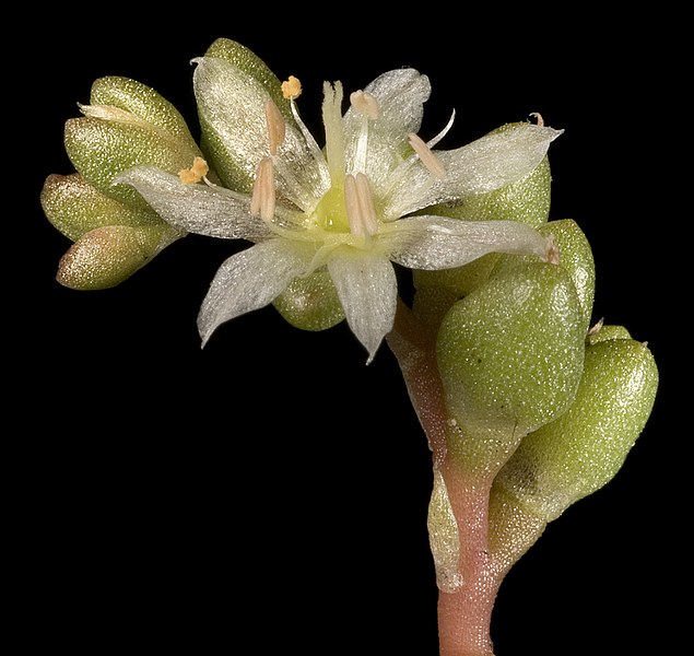 File:Calandrinia granulifera - Flickr - Kevin Thiele.jpg