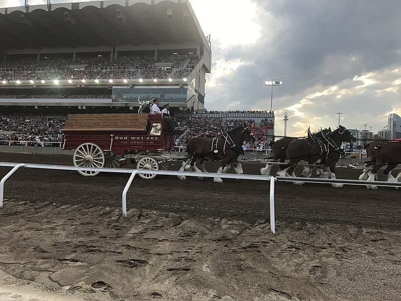 File:Calgary stampede 2017 (35721983132).jpg