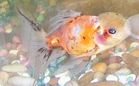 A calico oranda goldfish. CalicoOrandoGoldfish1Rodsan18b.jpg