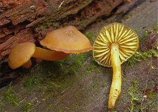 <i>Callistosporium</i> Genus of fungi