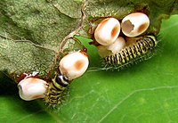 Eggs and first-instar larvae Callosamia promethea eggs and 1st instar.jpg