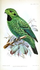Painting of a green bird with a black throat and ear patch, and numerous black speckles throughout its plumage