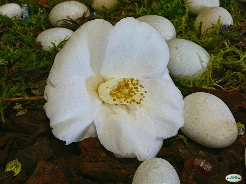 File:Camelia0260 (4459717780).jpg