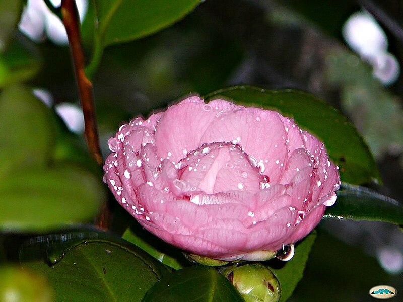 File:Camelia en Galiza 3.jpg