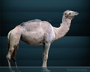 Description de l'image Camelops hesternus Sergiodlarosa.jpg.