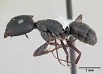 Miniatuur voor Camponotus westermanni