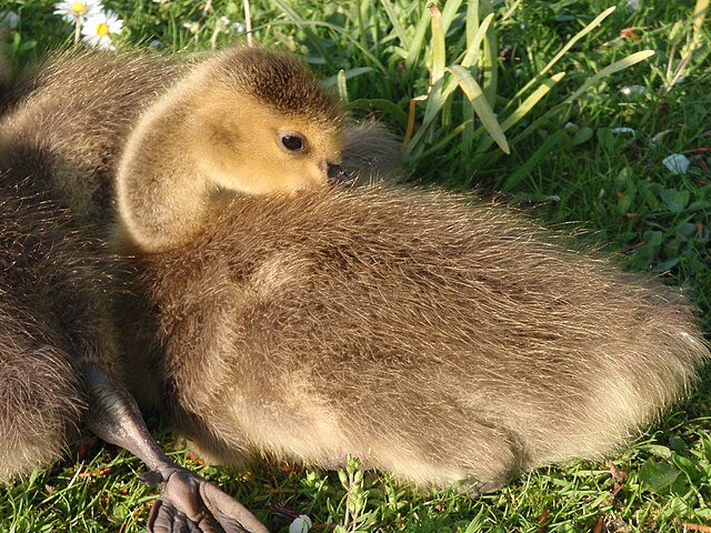 Canada goose - Wikipedia