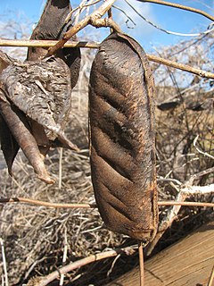 <i>Canavalia cathartica</i> species of plant