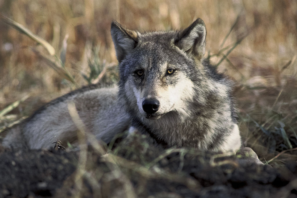 File:Canis lupus laying in grass.jpg - Wikimedia Commons