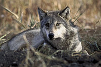 Canis lupus laying in grass.jpg