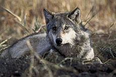 Eurasian Wolf (C. lupus lupus)