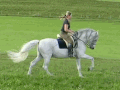 English: Horse gait Deutsch: Gangarten der Pferde