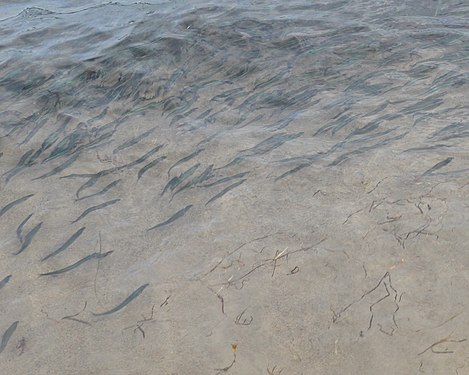 Capelin (Mallotus villosus)