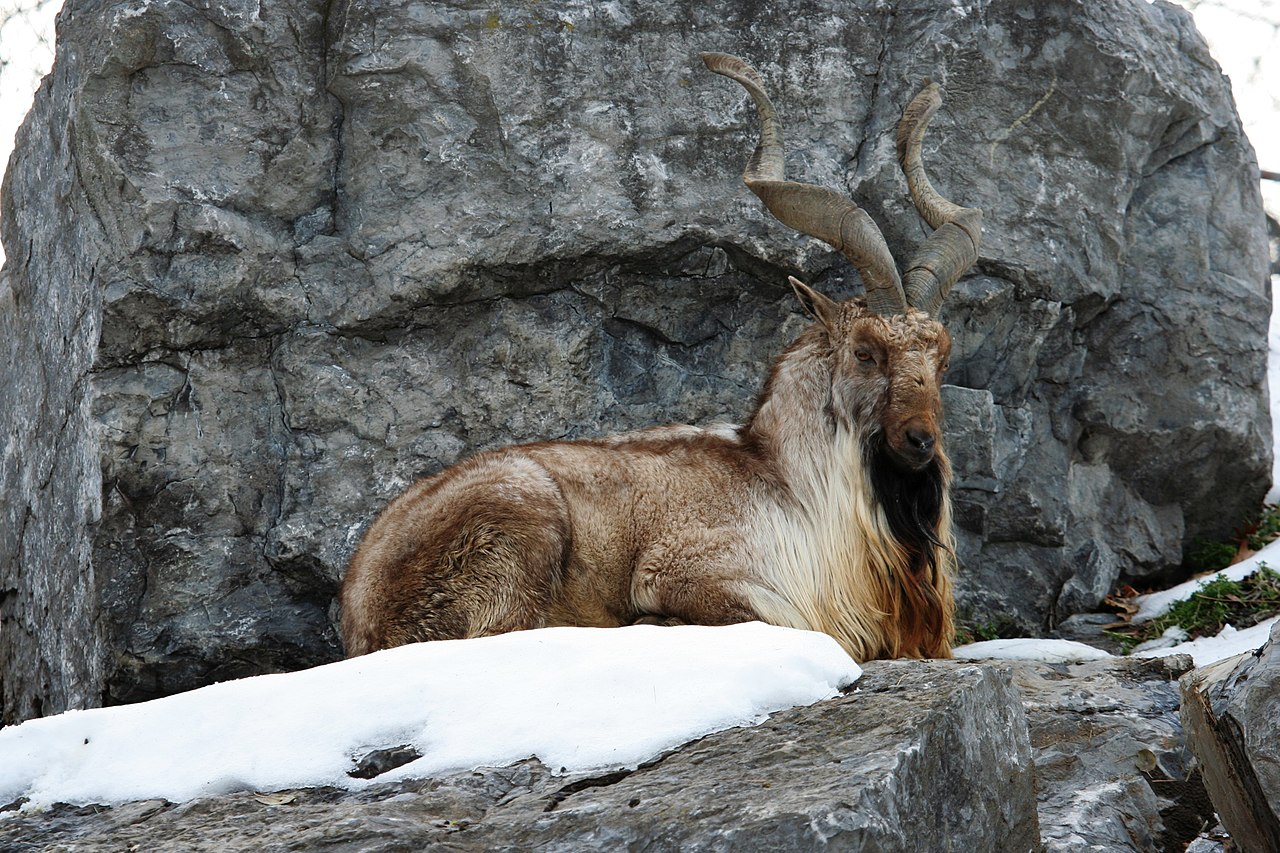 Capra falconeri 1 - Syracuse Zoo.jpg