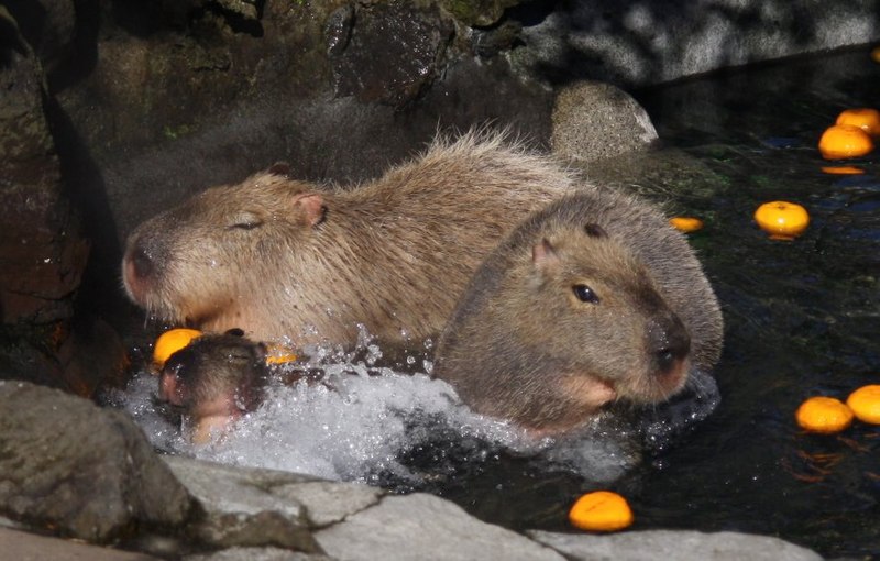 File:Capybara Izu Shaboten 001.jpg