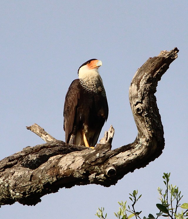 Caracara cheriway en Tamaulipas, México.