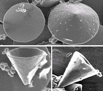 SEM images of a carbon disk (top left image) and free-standing hollow carbon nanocones produced by pyrolysis of heavy oil in the Kvaerner Carbon Black & Hydrogen Process. Maximum diameter is about 1 micrometer. Carbon-nanocones.JPG