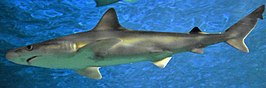 Carcharhinus tjutjot