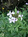 Cardamine bulbifera close-up