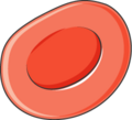 Erythrocyte 4