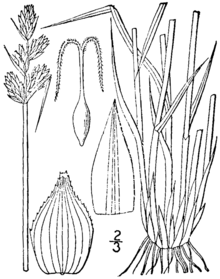 Carex adusta kresba 1.png