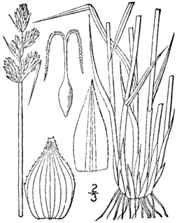 <i>Carex adusta</i>