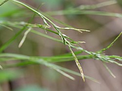 Carex dissitiflora miyamajyuzusg03.jpg