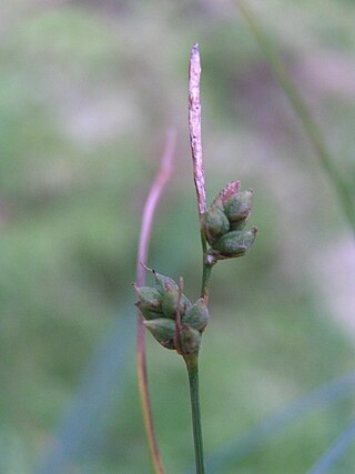<i>Carex globularis</i> Species of grass-like plant